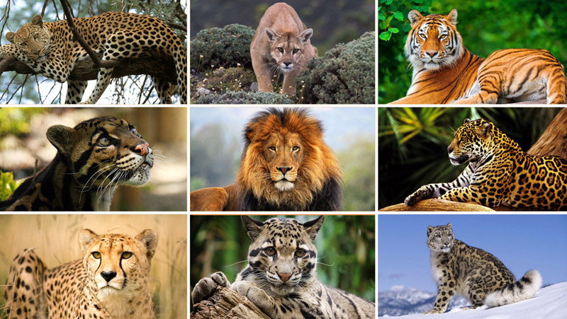 When Is A Big Cat Not A Big Cat Wildlife Coexistence Lab