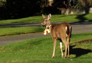 It’s all about the bling! Tracking urban deer to manage human-wildlife conflicts.