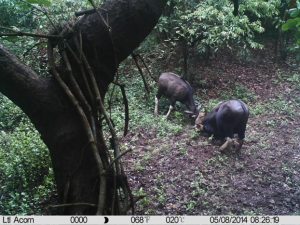 Two endangered male gaur (Bos gaurus) fighting.