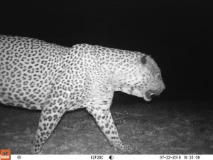 A hefty male Sri Lankan leopard (Panthera pardus kotiya) captured on a camera trap.
