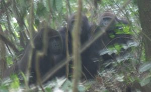 New Papers on Great Ape Biology & Conservation